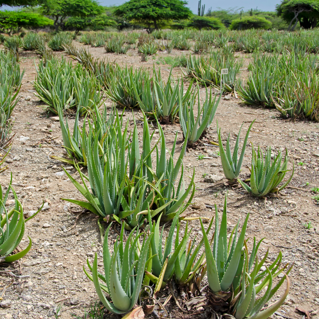 Solo Bus Tour - Full Islands Tour